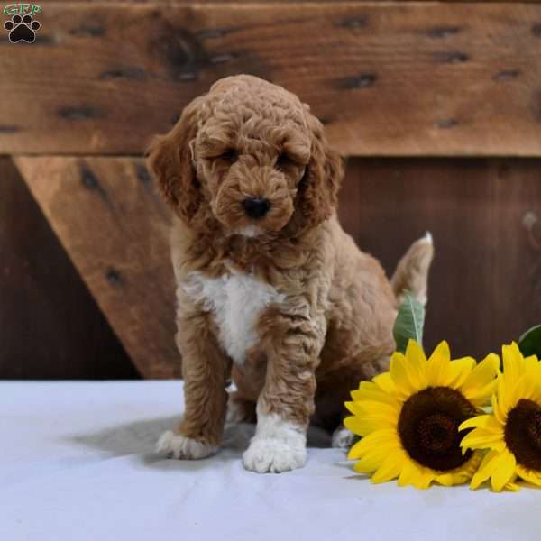 Dorothy, Mini Labradoodle Puppy